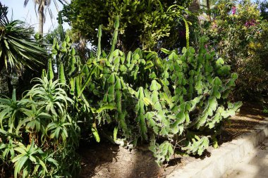 Euphorbia Cookie Ekim 'de büyüyor. Euphorbia Cooci (Transvaal Candelabra), Euphorbiaceae familyasından bir bitki türü. Costa Calma, Fuerteventura, İspanya.