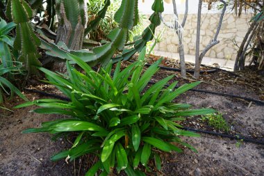Hymenocallis littoralis Ekim ayında Euphorbia Cooci 'ye karşı çiçek açtı. Hymenocallis littoralis, Amaryllidaceae familyasından bir bitki türü. Costa Calma, Fuerteventura, Kanarya Adaları, İspanya.