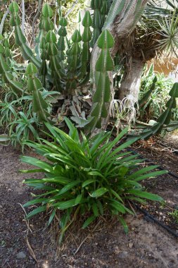Hymenocallis littoralis Ekim ayında Euphorbia Cooci 'ye karşı çiçek açtı. Hymenocallis littoralis, Amaryllidaceae familyasından bir bitki türü. Costa Calma, Fuerteventura, Kanarya Adaları, İspanya.