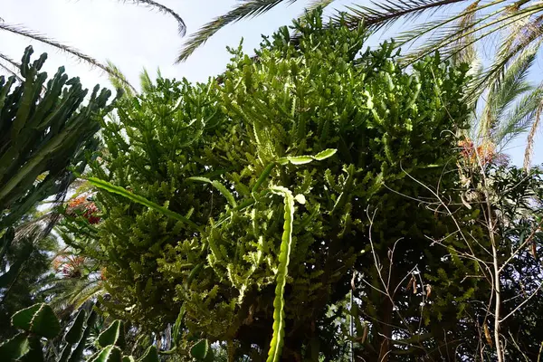 stock image Euphorbia lactea grows in October. Euphorbia lactea is a species of spurge  in the family Euphorbiaceae. Costa Calma, Fuerteventura, Canary Islands, Spain.