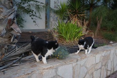 Ekim ayında Costa Calma 'da bir bahçede iki siyah beyaz kedi yürür. Kedi, Felis catus, evcil kedi veya ev kedisi, Felidae familyasından evcil bir türdür. Fuerteventura, Las Palmas, İspanya. 