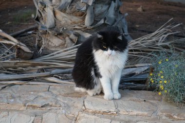 Ekim ayında Costa Calma 'da bir siyah beyaz kedi bahçede yürüyor. Kedi, Felis catus, evcil kedi veya ev kedisi, Felidae familyasından evcil bir türdür. Fuerteventura, Las Palmas, İspanya.