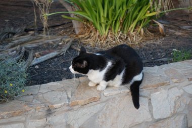 Ekim ayında Costa Calma 'da bir siyah beyaz kedi bahçede yürüyor. Kedi, Felis catus, evcil kedi veya ev kedisi, Felidae familyasından evcil bir türdür. Fuerteventura, Las Palmas, İspanya.