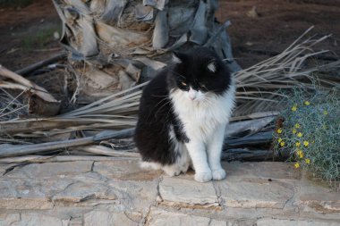 Ekim ayında Costa Calma 'da bir siyah beyaz kedi bahçede yürüyor. Kedi, Felis catus, evcil kedi veya ev kedisi, Felidae familyasından evcil bir türdür. Fuerteventura, Las Palmas, İspanya.