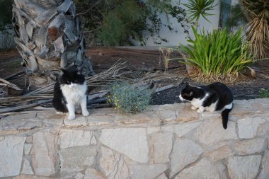 Ekim ayında Costa Calma 'da bir bahçede iki siyah beyaz kedi yürür. Kedi, Felis catus, evcil kedi veya ev kedisi, Felidae familyasından evcil bir türdür. Fuerteventura, Las Palmas, İspanya. 