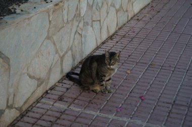 Ekim ayında Costa Calma 'da bir gri kedi kaldırımda oturur. Kedi, Felis catus, evcil kedi veya ev kedisi, Felidae familyasından evcil bir türdür. Fuerteventura, Las Palmas, İspanya. 