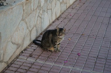 Ekim ayında Costa Calma 'da bir gri kedi kaldırımda oturur. Kedi, Felis catus, evcil kedi veya ev kedisi, Felidae familyasından evcil bir türdür. Fuerteventura, Las Palmas, İspanya. 