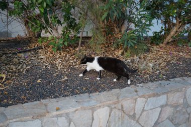 Ekim ayında Costa Calma 'da bir siyah beyaz kedi bahçede yürüyor. Kedi, Felis catus, evcil kedi veya ev kedisi, Felidae familyasından evcil bir türdür. Fuerteventura, Las Palmas, İspanya.