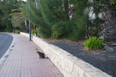 Kediler ekim ayında Costa Calma 'da bahçede yürürler. Kedi, Felis catus, evcil kedi veya ev kedisi, Felidae familyasından evcil bir türdür. Fuerteventura, Las Palmas, İspanya.