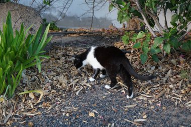 Ekim ayında Costa Calma 'da bir siyah beyaz kedi bahçede yürüyor. Kedi, Felis catus, evcil kedi veya ev kedisi, Felidae familyasından evcil bir türdür. Fuerteventura, Las Palmas, İspanya.
