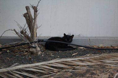 Ekim ayında Costa Calma 'da bahçede beyaz göğüslü siyah bir kedi yatıyor. Kedi, Felis catus, evcil kedi veya ev kedisi, Felidae familyasından evcil bir türdür. Fuerteventura, Las Palmas, İspanya.