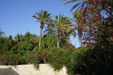 Neryum zakkum çalıları, Phoenix Dactylifera palmiyeleri ve diğer bitkiler ekim ayında yetişir. Costa Calma, Fuerteventura, Las Palmas, İspanya.