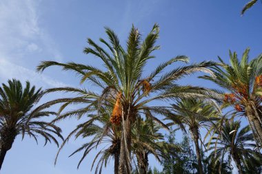 Phoenix Dactylifera ekim ayında yetişir. Anka Dactylifera, palmiye palmiyesi veya hurma palmiyesi, palmiye familyasından bir bitki türü. Costa Calma, Fuerteventura, Las Palmas, İspanya.  