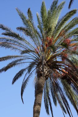 Phoenix Dactylifera ekim ayında yetişir. Anka Dactylifera, palmiye palmiyesi veya hurma palmiyesi, palmiye familyasından bir bitki türü. Costa Calma, Fuerteventura, Las Palmas, İspanya.  