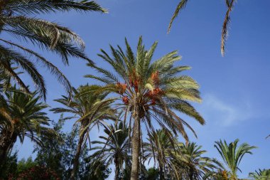 Phoenix Dactylifera ekim ayında yetişir. Anka Dactylifera, palmiye palmiyesi veya hurma palmiyesi, palmiye familyasından bir bitki türü. Costa Calma, Fuerteventura, Las Palmas, İspanya.  