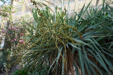 Ekim ayında meyveli Dracaena draco. Dracaena draco (Kanarya Adaları Ejderha Ağacı veya Drago), Dracaena familyasından bir ağaç türü. Costa Calma, Fuerteventura, Las Palmas, İspanya.