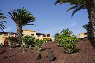 Phoenix kanaryası ve diğer bitkiler ekim ayında büyür. Phoenix kanaryası, palmiye palmiyesi veya ananas palmiyesi palmiyesi, palmiye familyasından bir bitki türüdür. Costa Calma, Fuerteventura, Las Palmas, İspanya. 