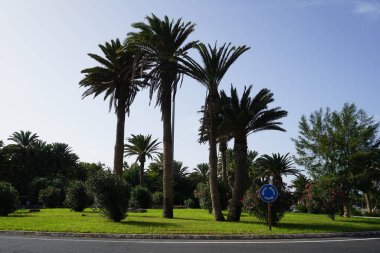 Neryum zakkum çalıları, Phoenix kanarya palmiyeleri ve diğer bitkiler Ekim ayında bir yol kavşağı dekore ediyorlar. Costa Calma, Fuerteventura, Las Palmas, İspanya. 