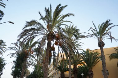 Phoenix Dactylifera ekim ayında yetişir. Anka Dactylifera, palmiye palmiyesi veya hurma palmiyesi, palmiye familyasından bir bitki türü. Costa Calma, Fuerteventura, Las Palmas, İspanya. 