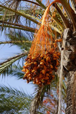 Phoenix Dactylifera ekim ayında yetişir. Anka Dactylifera, palmiye palmiyesi veya hurma palmiyesi, palmiye familyasından bir bitki türü. Costa Calma, Fuerteventura, Las Palmas, İspanya. 