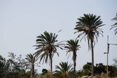 Martı Larus Michael Hellis ekim ayında Phoenix Dactylifera palmiyelerinin üzerinden uçar. Sarı bacaklı martı, Larus michahellis, büyük bir martıdır. Costa Calma, Fuerteventura, Kanarya Adaları, İspanya.