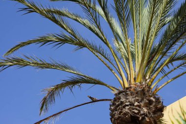 Streptopelia decaocto kuşu Ekim ayında bir Phoenix Dactylifera palmiyesinin dalına tünemiştir. Avrasya güvercini, güvercin veya Türk güvercini Streptopelia decaocto, güvercin türüdür. Costa Calma, Fuerteventura, Kanarya Adaları, İspanya.