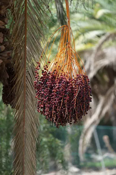 stock image Phoenix dactylifera grows in October. Phoenix dactylifera, the date palm or date palm, is a species of flowering plant in the palm family Arecaceae. Costa Calma, Fuerteventura, Las Palmas, Spain.  