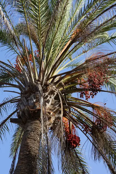 Phoenix Dactylifera ekim ayında yetişir. Anka Dactylifera, palmiye palmiyesi veya hurma palmiyesi, palmiye familyasından bir bitki türü. Costa Calma, Fuerteventura, Las Palmas, İspanya.  