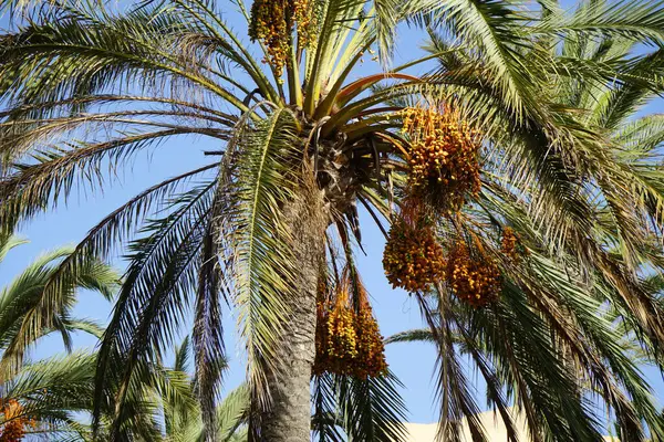 Phoenix Dactylifera ekim ayında yetişir. Anka Dactylifera, palmiye palmiyesi veya hurma palmiyesi, palmiye familyasından bir bitki türü. Costa Calma, Fuerteventura, Las Palmas, İspanya. 