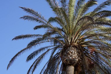 Ekim ayında Phoenix Dactylifera palmiyesinin dalında oturan Streptopelia dekaocto kuşları. Avrasya güvercini, güvercin veya Türk güvercini Streptopelia decaocto, güvercin türüdür. Costa Calma, Fuerteventura, Kanarya Adaları, İspanya. 