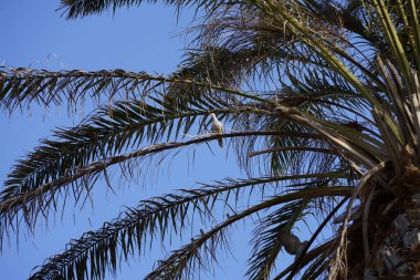 Ekim ayında Phoenix Dactylifera palmiyesinin dalında oturan Streptopelia dekaocto kuşları. Avrasya güvercini, güvercin veya Türk güvercini Streptopelia decaocto, güvercin türüdür. Costa Calma, Fuerteventura, Kanarya Adaları, İspanya. 