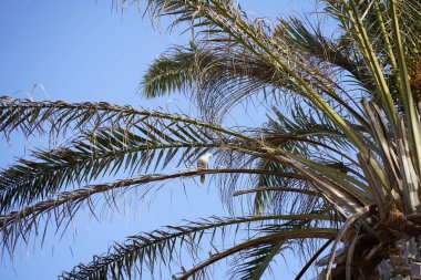 Streptopelia decaocto kuşu Ekim ayında bir Phoenix Dactylifera palmiyesinin dalına tünemiştir. Avrasya güvercini, güvercin veya Türk güvercini Streptopelia decaocto, güvercin türüdür. Costa Calma, Fuerteventura, Kanarya Adaları, İspanya. 