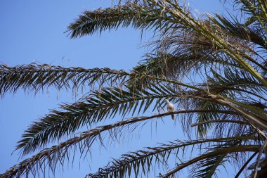 Streptopelia decaocto kuşu Ekim ayında bir Phoenix Dactylifera palmiyesinin dalına tünemiştir. Avrasya güvercini, güvercin veya Türk güvercini Streptopelia decaocto, güvercin türüdür. Costa Calma, Fuerteventura, Kanarya Adaları, İspanya. 
