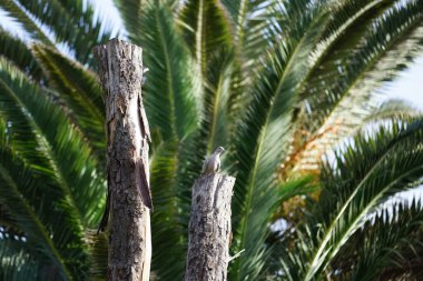 Streptopelia decaocto kuşu ekim ayında Phoenix kanarya palmiyesinin arka planında bir kütük üzerinde oturuyor. Avrasya güvercini, güvercin veya Türk güvercini Streptopelia decaocto, güvercin türüdür. Costa Calma, Fuerteventura, İspanya.