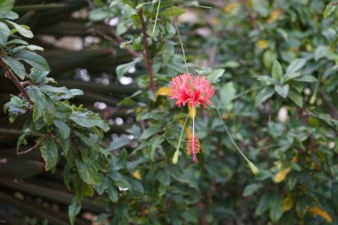 Hibiscus şizofetalus ekim ayında kırmızı çiçeklerle çiçek açar. Hibiscus şizofreni (