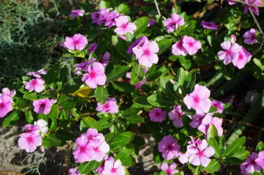 Catharanthus Roseus ekim ayında çiçek açar. Catharanthus roseus, Apocynaceae familyasından, Apocynaceae familyasından bir bitki türü. Costa Calma, Fuerteventura, Kanarya Adaları, İspanya.