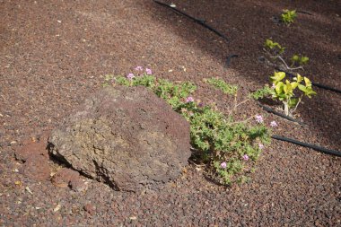 Pelargonium panduriforme ekim ayında çiçek açar. Pelargonium, sardunya veya leylek gagası, çiçekli bitkilerin bir cinsidir. Costa Calma, Fuerteventura, Kanarya Adaları, İspanya.