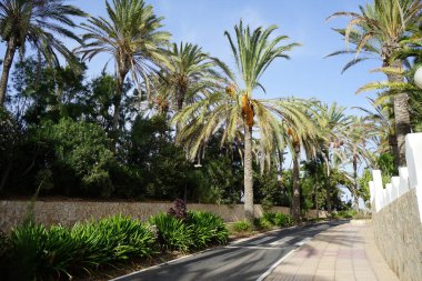 Ekim ayında Phoenix Dactylifera palmiyeleri büyür. Anka Dactylifera, palmiye palmiyesi veya hurma palmiyesi, palmiye familyasından bir bitki türü. Costa Calma, Fuerteventura, Las Palmas, İspanya.