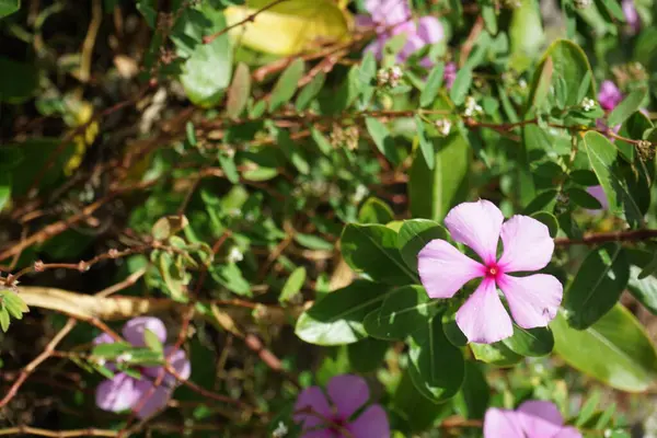 Catharanthus Roseus ekim ayında çiçek açar. Catharanthus roseus, Apocynaceae familyasından, Apocynaceae familyasından bir bitki türü. Costa Calma, Fuerteventura, Kanarya Adaları, İspanya.