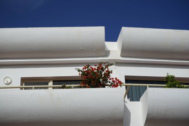 Bougainvillea x buttiana ve diğer bitkiler ekim ayında yetişir. Bougainvillea x buttiana, Bougainvillea glabra ve Bougainvillea peruviana 'nın bir bahçe melezi. Costa Calma, Fuerteventura, Las Palmas, İspanya.