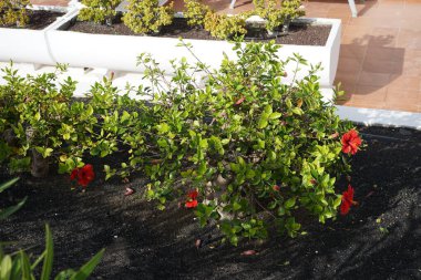 Hibiscus rosa-sinensis ekim ayında kırmızı çiçeklerle çiçek açar. Hibiscus rosa-sinensis, Çin-Hawaii amfibisi, Çin gülü, gül gülü ve ayakkabı siyah bitkisi, tropikal amfibik türünün bir türüdür. Costa Calma, Fuerteventura, Las Palmas, İspanya. 