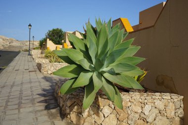 Agave attenuata grows in October. A. attenuata, the swan's neck agave, the foxtail or lion's tail agave, soft-leaf or soft-leaved agave, is a species of flowering plant in the family Asparagaceae. Costa Calma, Fuerteventura, Canary Islands, Spain. clipart