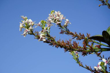 Psöderanthemum maculatum ekim ayında çiçek açar. Pseuderanthemum maculatum, Acanthaceae familyasından bir çalı türü. Costa Calma, Fuerteventura, Las Palmas, İspanya.