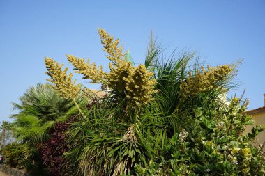 Beaucarnea reurvata Ekim ayında büyür. Beaucarnea reurvata, kuşkonmazgiller (Asparagaceae) familyasından bir bitki türü. Costa Calma, Fuerteventura, Las Palmas, İspanya.