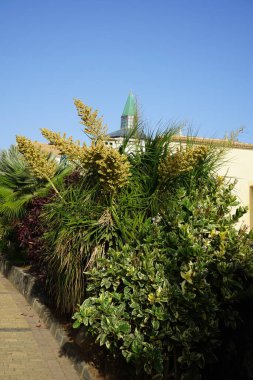 Beaucarnea reurvata Ekim ayında büyür. Beaucarnea reurvata, kuşkonmazgiller (Asparagaceae) familyasından bir bitki türü. Costa Calma, Fuerteventura, Las Palmas, İspanya.