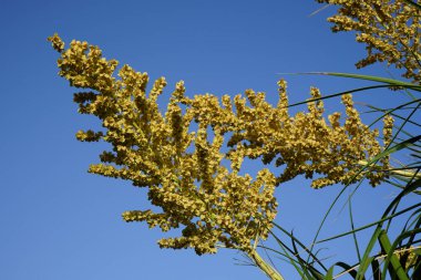 Beaucarnea reurvata Ekim ayında büyür. Beaucarnea reurvata, kuşkonmazgiller (Asparagaceae) familyasından bir bitki türü. Costa Calma, Fuerteventura, Las Palmas, İspanya.