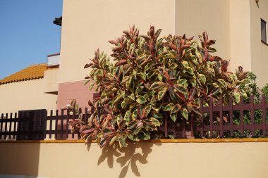 Ficus elastica ekim ayında büyür. Ficus elastica, kauçuk çalı, kauçuk ağaç, kauçuk bitki veya Hint kauçuk ağacı, Moraceae familyasından bir bitki türüdür. Costa Calma, Fuerteventura, Kanarya Adaları.