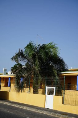 Pycnonotus kafe kuşu ekim ayında bir Roystonea rejim ağacında oturuyor. Pycnonotus cafer, yoldan geçenlerin bulbul ailesinin bir üyesidir. Costa Calma, Fuerteventura, Las Palmas, İspanya. 