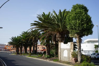 Costa Calma, Fuerteventura, İspanya - 24 Ekim 2022: Phoenix kanarya ve Washingtonia robusta sahil tatil beldesi Costa Calma, Kanarya Adaları 'nda yetişir..