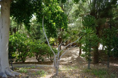 Dracaena refleksi ekim ayında büyür. Dracaena reflexa, Hindistan 'ın veya Jamaika' nın şarkısı, Asparagaceae familyasından bir ağaçtır. Costa Calma, Fuerteventura, Kanarya Adaları, İspanya.